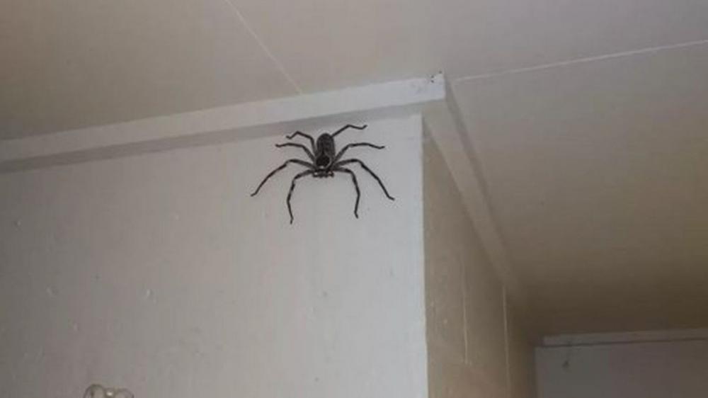 FAMÍLIA CONVIVE COM ARANHA GIGANTE DENTRO DE CASA HÁ UM ANO, NA AUSTRÁLIA (FOTO: REPRODUÇÃO/DAILY STAR)