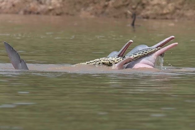 Por que eles fizeram isso? Nem os especialistas sabem ENTIAUSPE-NETO ET AL 2022/ECOLOGY (SOB LICENÇA CREATIVE COMMONS)