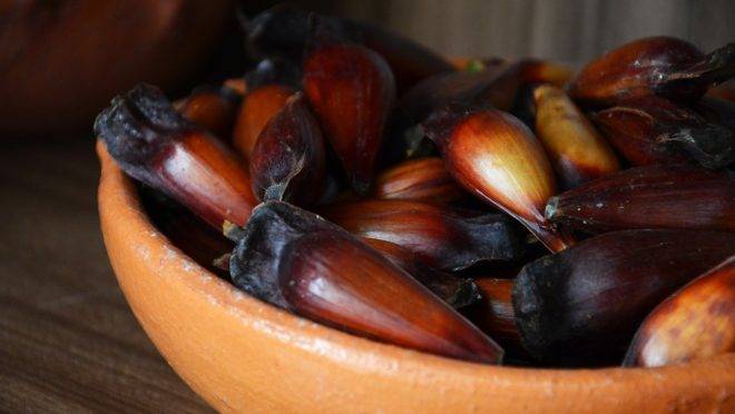 Pinhão cozido tem a cara do Paraná.| Foto: Júlia Orige/Pixabay