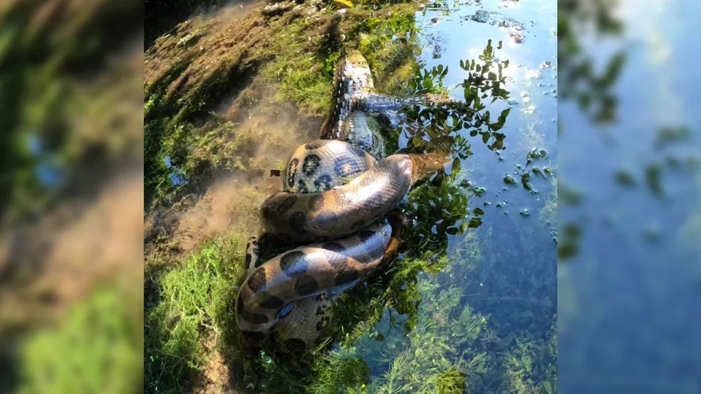 Sucuri 'estrangula' jacaré e mata animal em Bonito (MS)