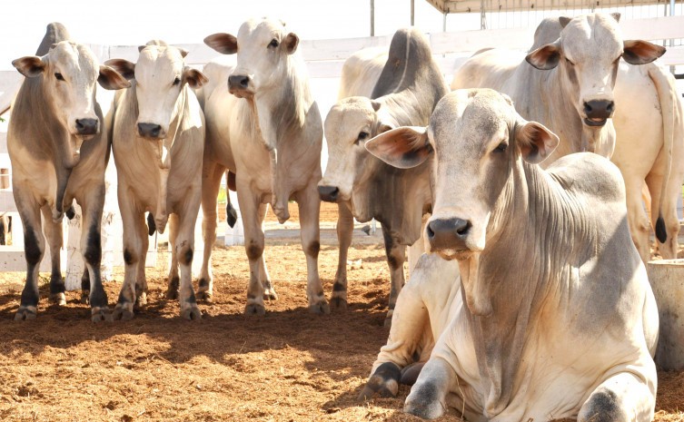Estado leva aos produtores informações e difusão de tecnologias sobre os projetos e programas direcionados ao setor - Foto: Juliano Ribeiro/Governo do Tocantins
