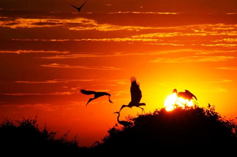 A audiência pública vai debater políticas e estratégias de desenvolvimento sustentável para o Pantanal - Marcos Vergueiro/Secom-MT