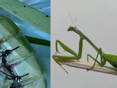 Louva-a-deus sofreu acidente e teve de ser operado pela equipe veterinária Imagem: Reprodução/Instagram