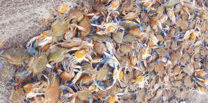 Pesca de arrasto continua suspensa no RS, conforme decisão | Foto: CABM / Divulgação / CP