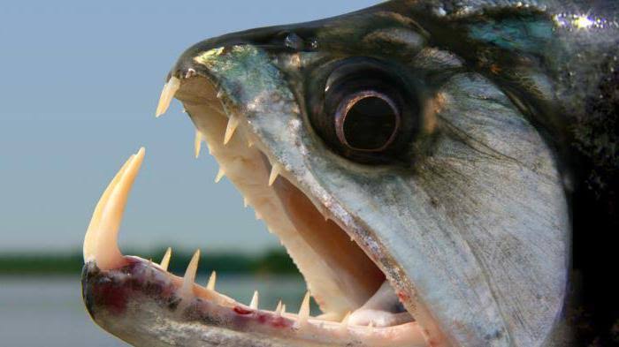 Polícia prende homem com quase 130 kg de ‘peixe-vampiro’