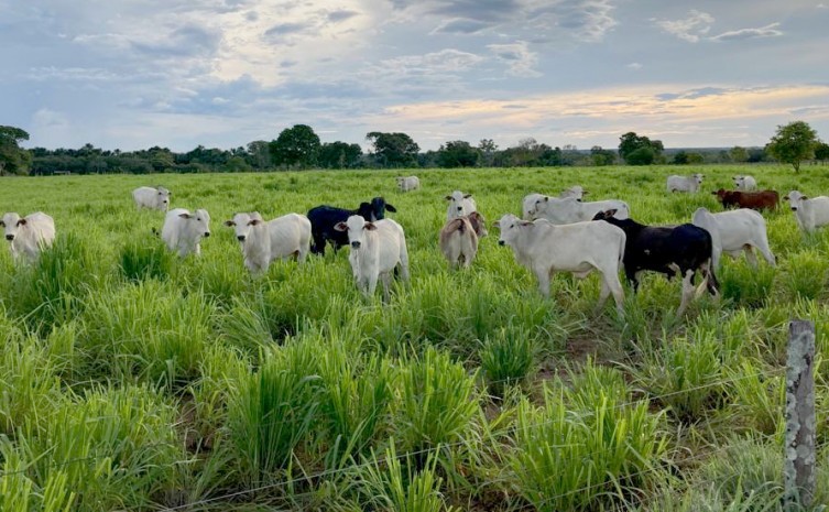 Projeto vai ampliar o conhecimento das técnicas e novidades da pecuária tocantinense - Foto: Seagro/Governo do Tocantins
