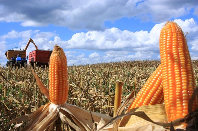 Duas audiências públicas na Comissão de Agricultura vão discutir projeto que altera Lei dos Agrotóxicos que retorna ao Senado após aprovação na Câmara em fevereiro - Cleverson Beje/FAEP