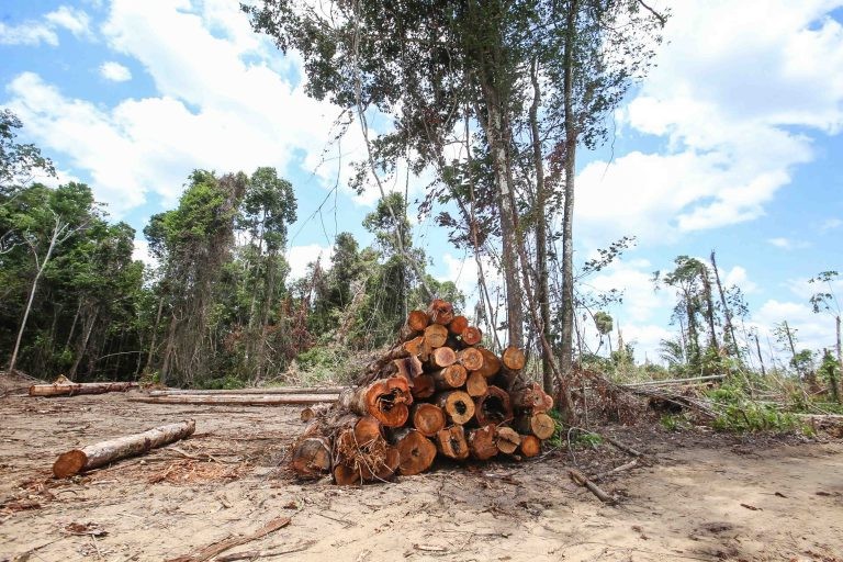 Alertas de desmatamento no País continuam subindo - (Foto: Alex Ribeiro/Ag.Pará)