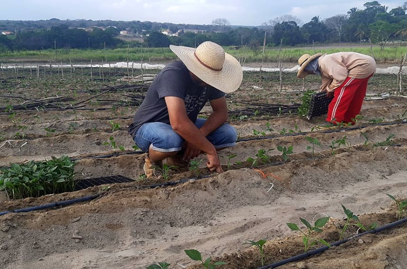 Os recursos são direcionados ao Programa Nacional de Fortalecimento da Agricultura Familiar - Marcos Oliveira/Agência Senado