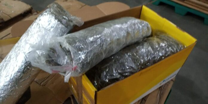 Receita Federal interceptou caixa com mais de cinco quilos de skunk postado nos Correios em Pelotas | Foto: Receita Federal / Divulgação / CP