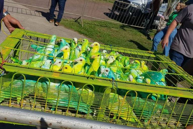 Pombos pintados de verde e amarelo em evento pró-Bolsonaro em Vitória, no Espírito Santo - Reprodução