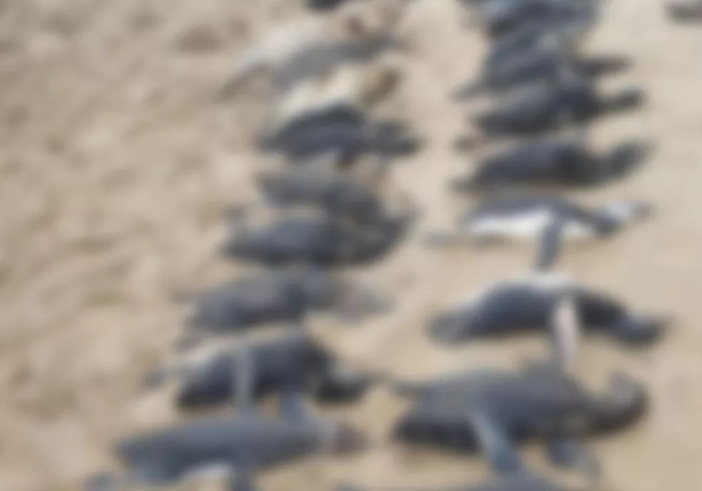 Quase 600 pinguins foram achados mortos após ciclone — Foto: PMP/ Divulgação