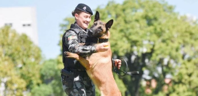 Cão era especialista na detecção de entorpecentes e participou de várias operações policiais | Foto: Jackson Cardoso / BM / Divulgação / CP