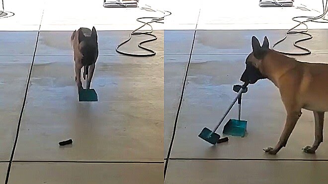 Cão surpreende internautas ao recolher seu número 2 com auxílio de vassoura e pá. (Foto: Facebook/Rodrigo Cortez)