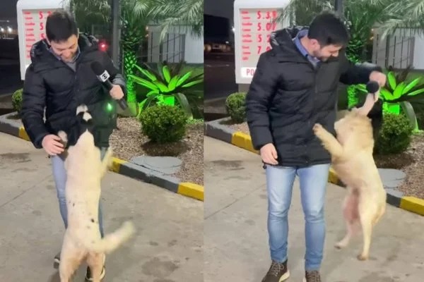 epórter sofre “ataque de fofura” de cão em entrada ao vivo