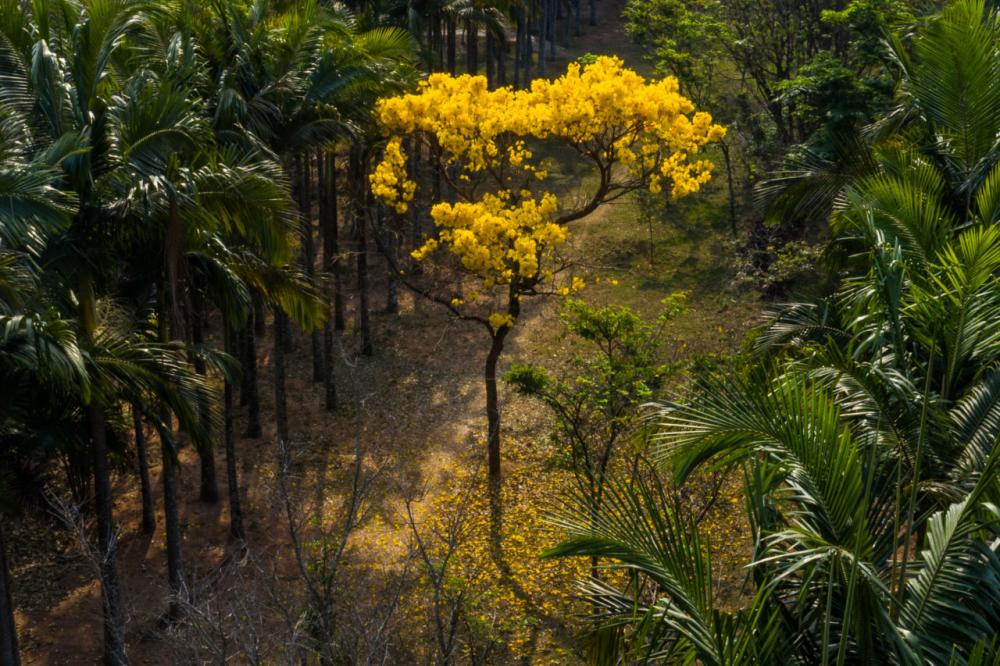 O ipê amarelo remete à necessidade da reflexão sobre o tema
