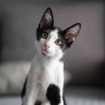 Apesar de a cor preta da pelagem dos gatos ser a que mais rende controvérsias, as diferentes tonalidades dos bichanos também têm significados espirituais. Imagem: Kong Ding Chek/Getty Images/iStockphoto