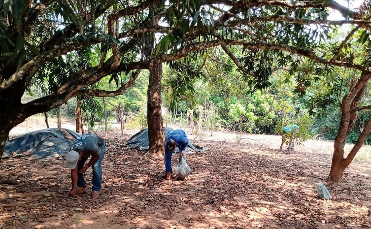 A coleta reúne sementes de 72 espécies do bioma Cerrado do Tocantins - Foto: Governo do Tocantins