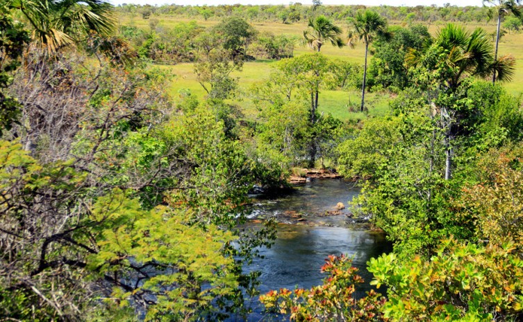 Tocantins tem a expectativa de transacionar 200 milhões de toneladas de carbono florestal provenientes de REDD+ - Foto: Fernando Alves/Governo do Tocantins