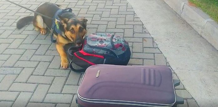 Cão de faro Baruk indicou a presença do entorpecente na bagagem | Foto: PRF / Divulgação / CP