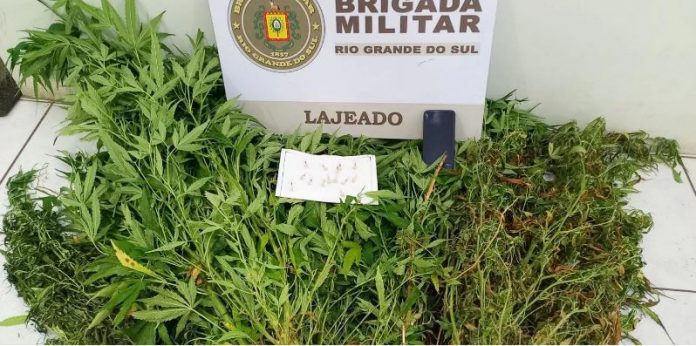 Uma plantação de maconha com 20 pés foi recolhida com 14 pedras de crack | Foto: BM / Divulgação / CP