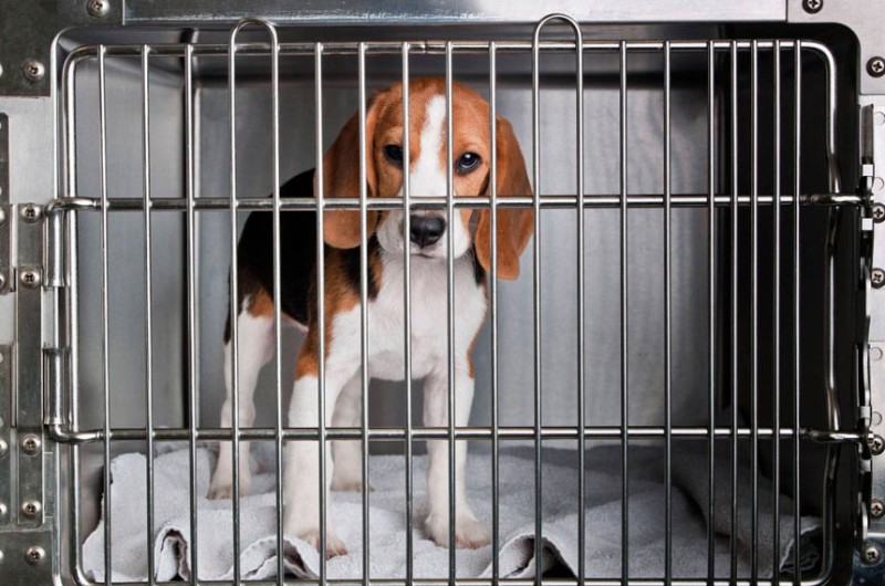 Pela proposta, testes em animais só serão permitidos pela autoridade sanitária em situações excepcionais - ANDA