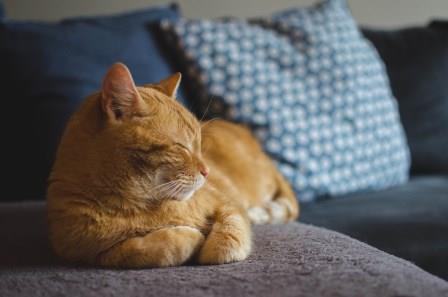 Gata recebeu o diagnóstico positivo de coronavírus quase um mês após os donos contraírem a doença (Foto: Pixabay/Daga Roszkowska)