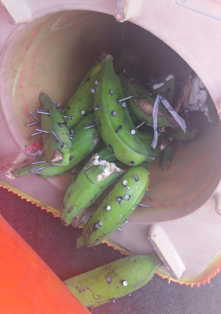 Pregos presos em bananas foram espalhados pelas rodovias — Foto: PRF/Divulgação