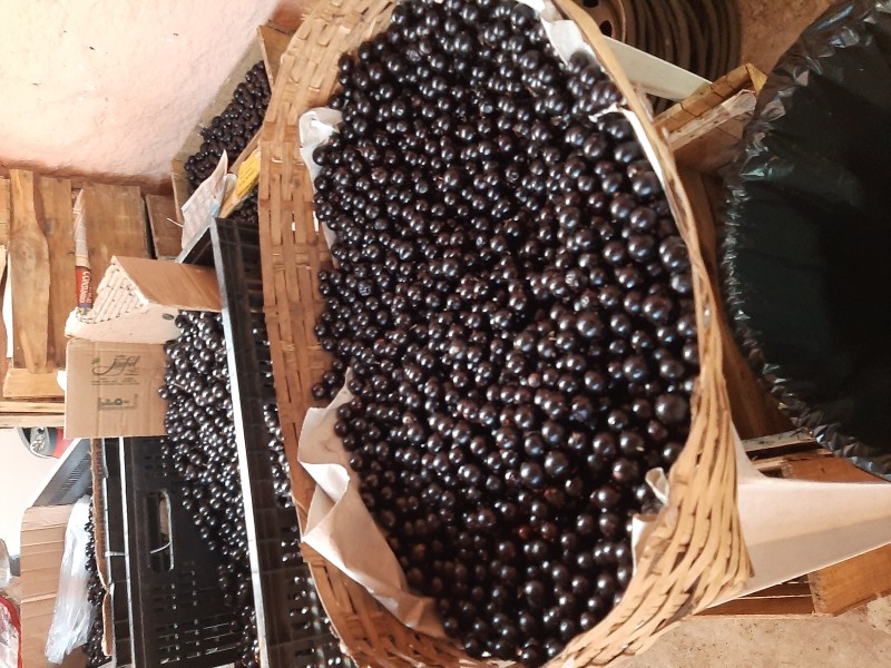 Emater / Divulgação