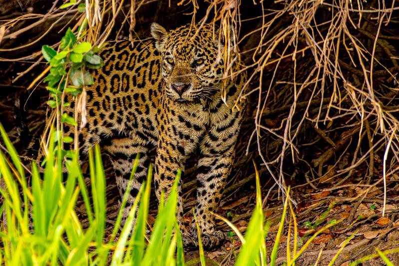 Onça-pintada é o maior felino das Américas - Foto por: Mayke Toscano/Secom