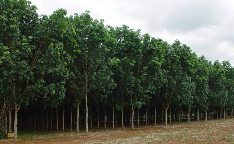 Curso, que terá duração de 16 horas, abordará, pela manhã desta segunda-feira, 5, temas desde a fisiologia do látex até o gerenciamento do seringal. - Foto: Seagro/Governo do Tocantins