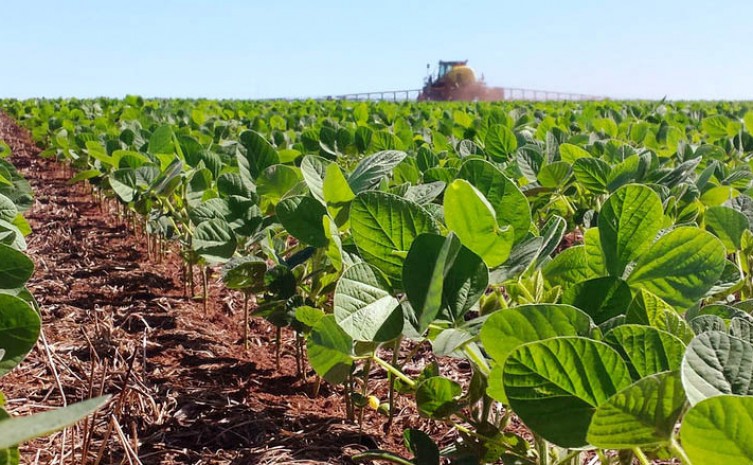 Cigarrinha é um inseto-vetor de patógenos, ou seja, não causa danos expressivos diretamente, mas de forma indireta - Foto: Ruraltins/Governo do Tocantins