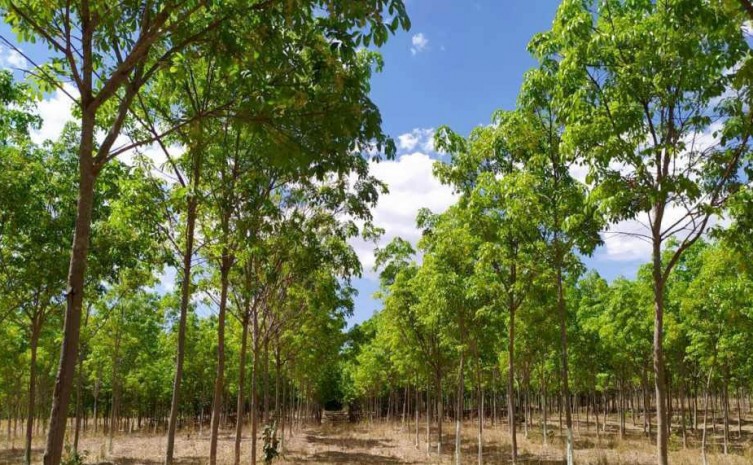 Seminário de Silvicultura e I Workshop de Seringueira visam fortalecer a cadeia produtiva do setor de florestas plantadas no Estado - Foto: Seagro/Governo do Tocantins