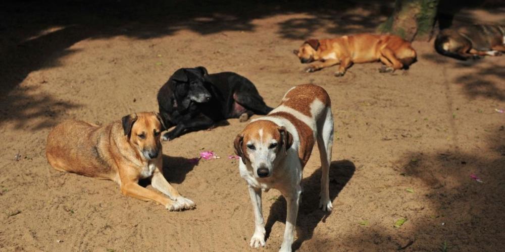 Sítio abriga mais de 300 animais abandonados nas ruas | Foto: Alina Souza