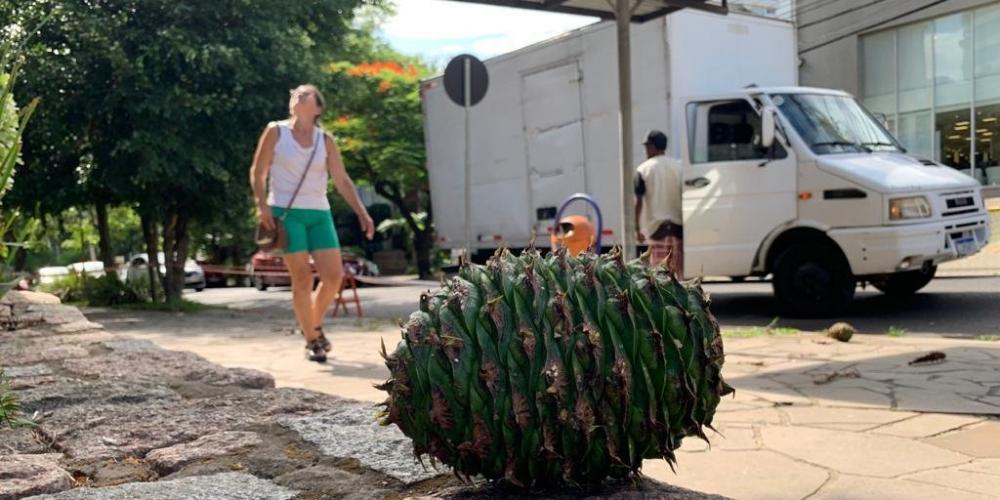 Com até dois quilos, pinhas podem machucar alguém na queda | Foto: Alina Souza