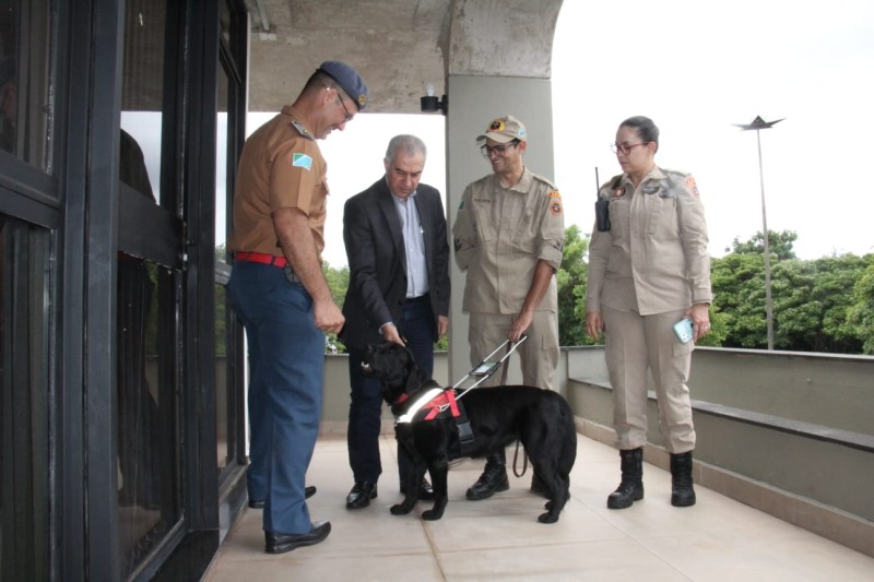 Militares do CBMMS participam de curso de formação de treinadores de cão-guia em Santa Catarina