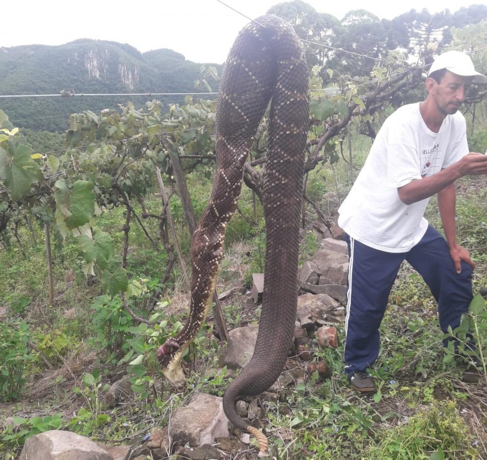 Serpente de 2 metros de comprimento foi encontrada em Campestre da Serra — Foto: Mário Mezavilla/Arquivo Pessoal