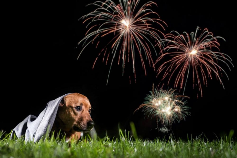Por que pets se assustam tanto com fogos? Como evitar traumas e acalmá-los