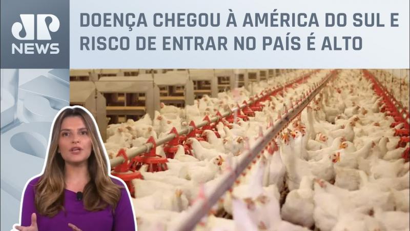 Brasil está cercado por gripe aviária